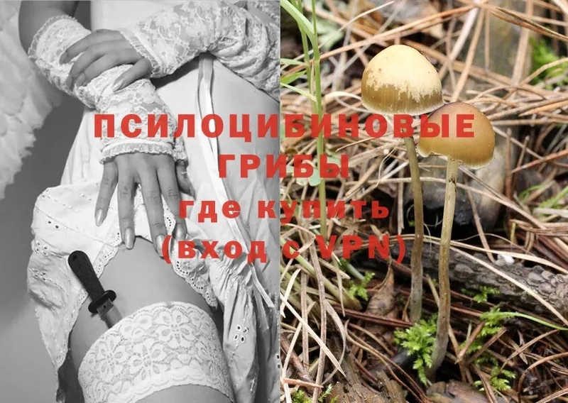 Галлюциногенные грибы Magic Shrooms  где продают   Борзя 