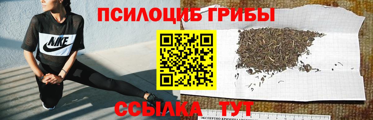 Борзя  Псилоцибиновые грибы Cubensis  Вход с VPN 